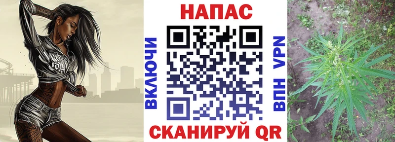 Шишки марихуана сатива  магазин продажи   Дубна 